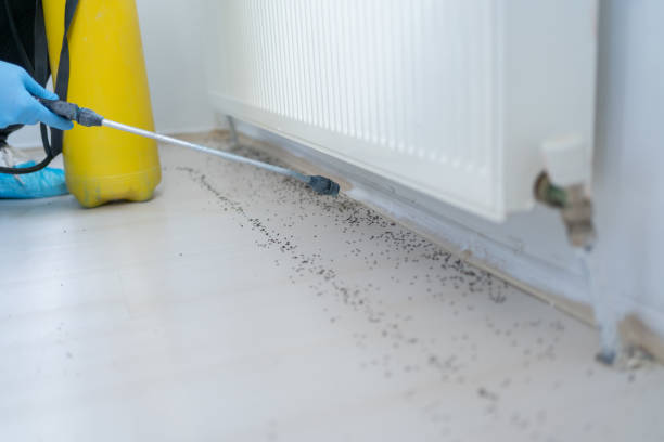 Wasp Removal Services in Mulberry, AR