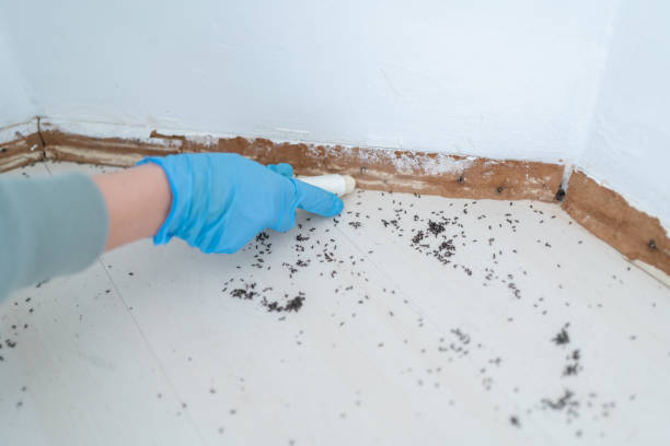 Best Pest Control Near Me in Mulberry, AR